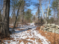 Nolet Property Woods
